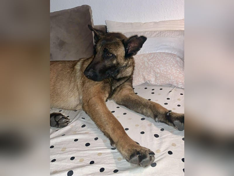 Hübsche Belgische Schäferhündin Arya sucht ihre Menschen