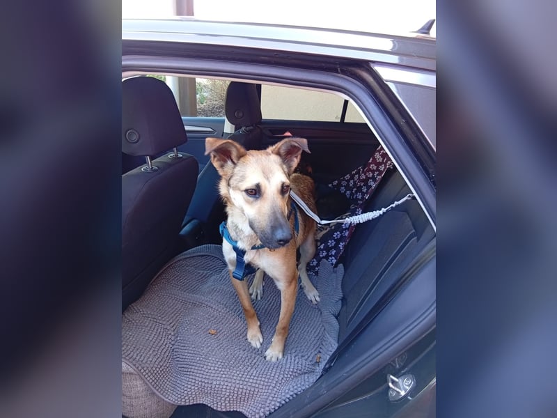 Bereits in Deutschland *|* Traumhündin *CINDY*