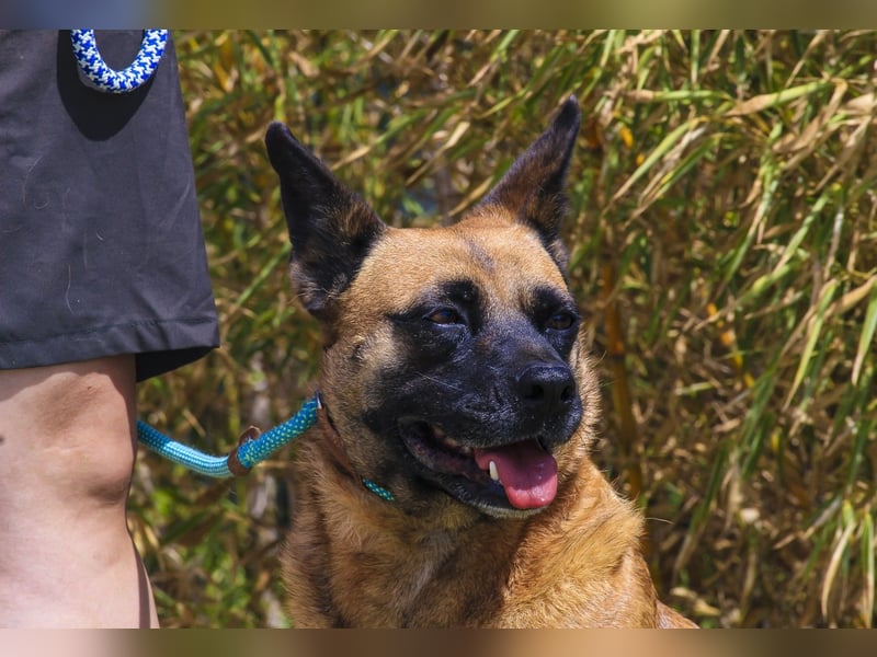 ⚡️ PFLEGESTELLE GEFUNDEN ❗️ für die sanfte VIOLETA  - Schäferhund Mix