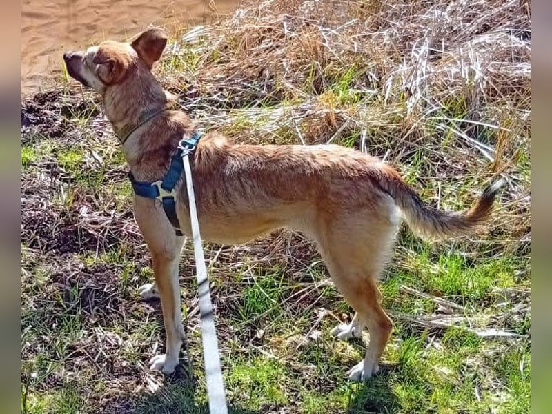 Bereits in Deutschland *|* Traumhündin *CINDY*