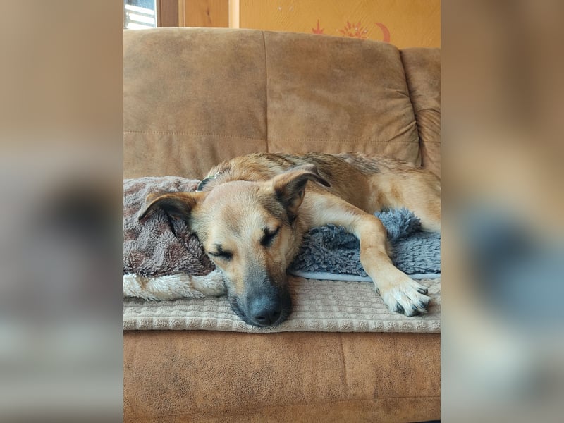 Bereits in Deutschland *|* Traumhündin *CINDY*