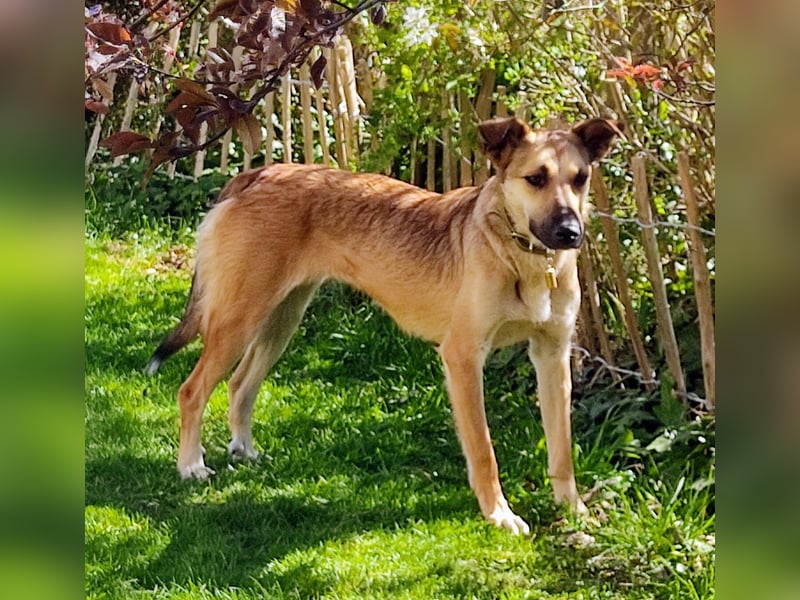 Bereits in Deutschland *|* Traumhündin *CINDY*