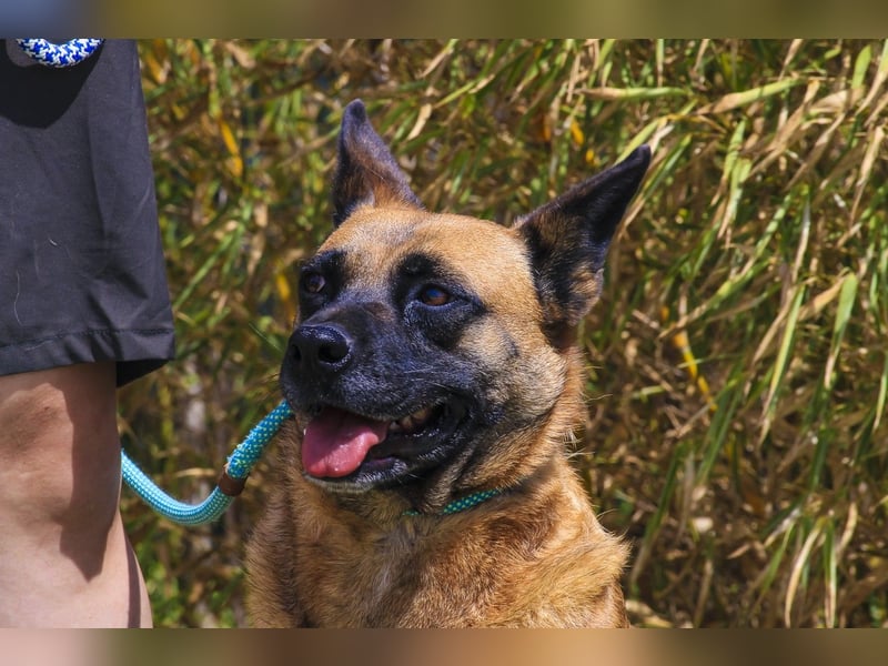 ⚡️ PFLEGESTELLE GEFUNDEN ❗️ für die sanfte VIOLETA  - Schäferhund Mix