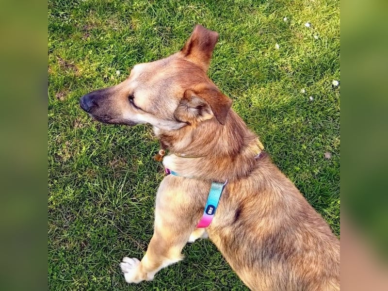 Bereits in Deutschland *|* Traumhündin *CINDY*