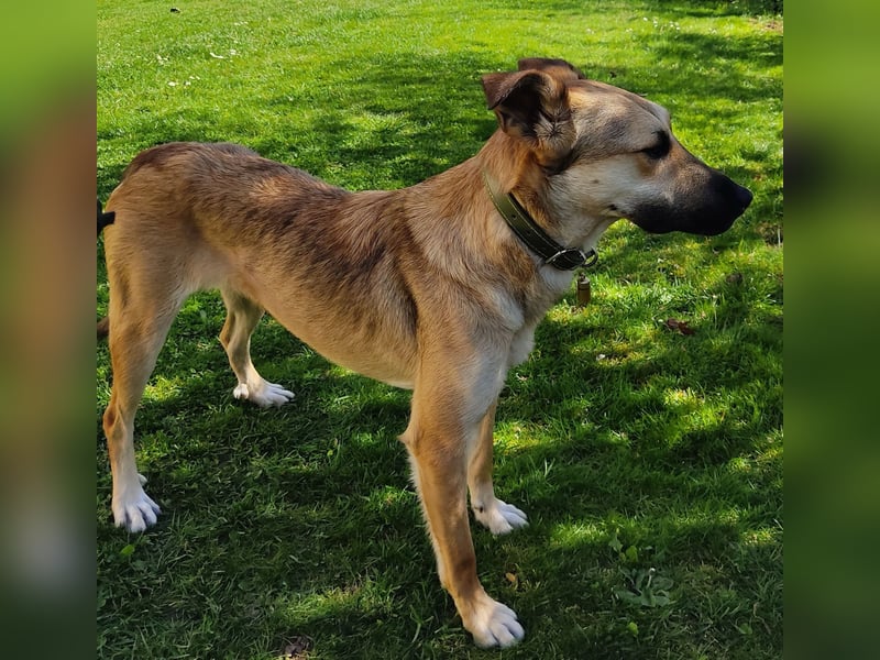 Bereits in Deutschland *|* Traumhündin *CINDY*