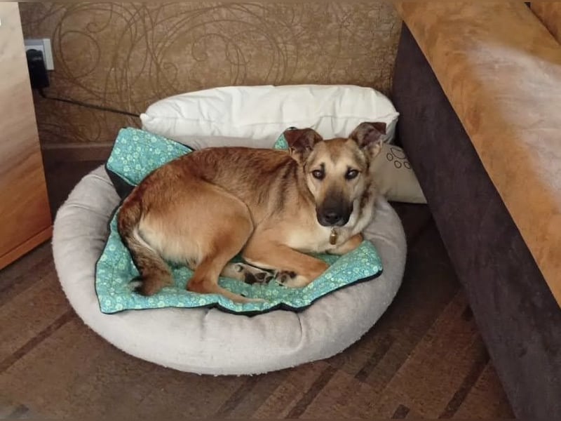 Bereits in Deutschland *|* Traumhündin *CINDY*