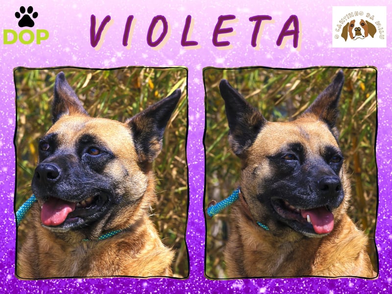 ⚡️ PFLEGESTELLE GEFUNDEN ❗️ für die sanfte VIOLETA  - Schäferhund Mix
