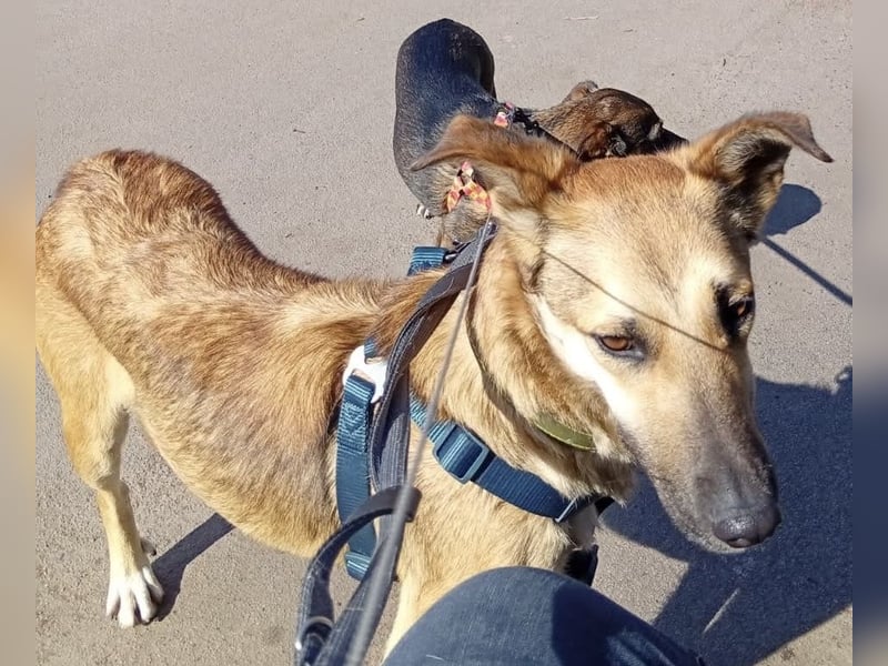 Bereits in Deutschland *|* Traumhündin *CINDY*