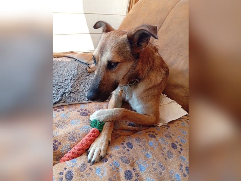 Bereits in Deutschland *|* Traumhündin *CINDY*