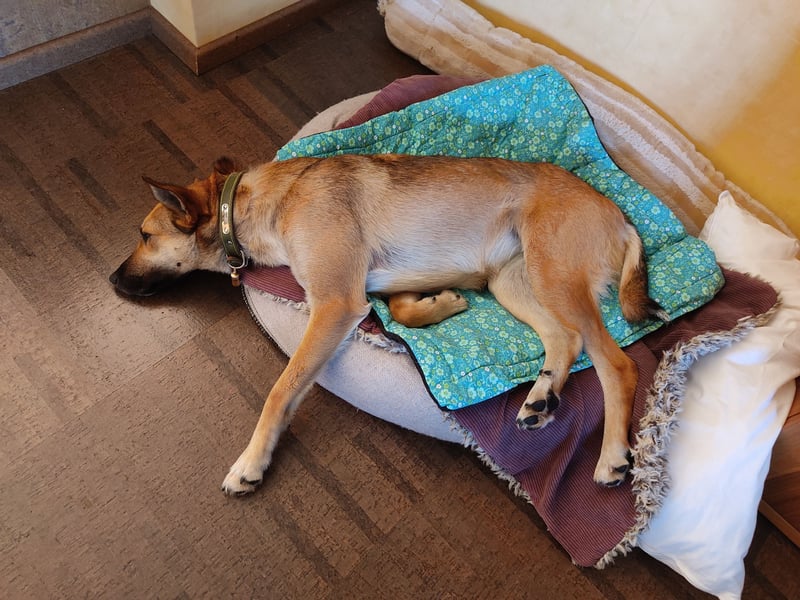 Bereits in Deutschland *|* Traumhündin *CINDY*