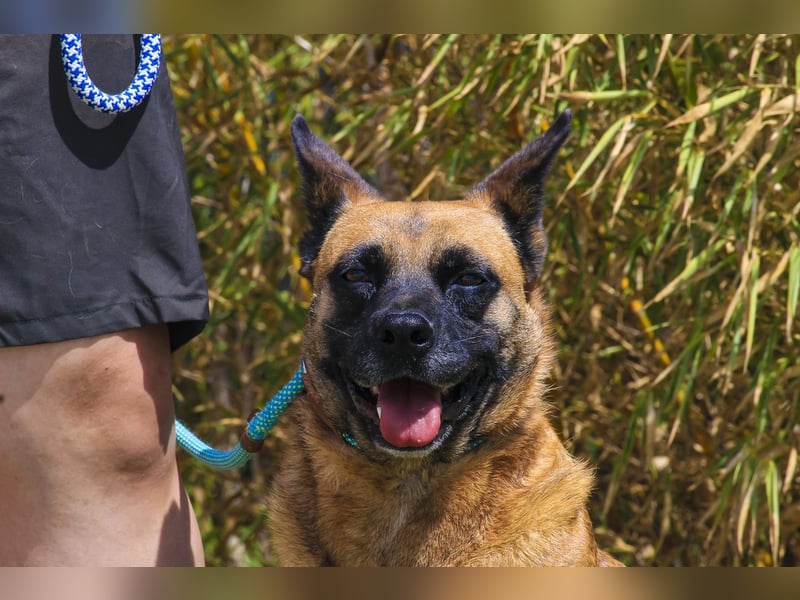 ⚡️ PFLEGESTELLE GEFUNDEN ❗️ für die sanfte VIOLETA  - Schäferhund Mix