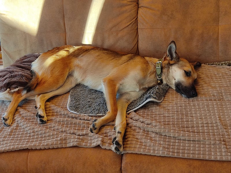 Bereits in Deutschland *|* Traumhündin *CINDY*