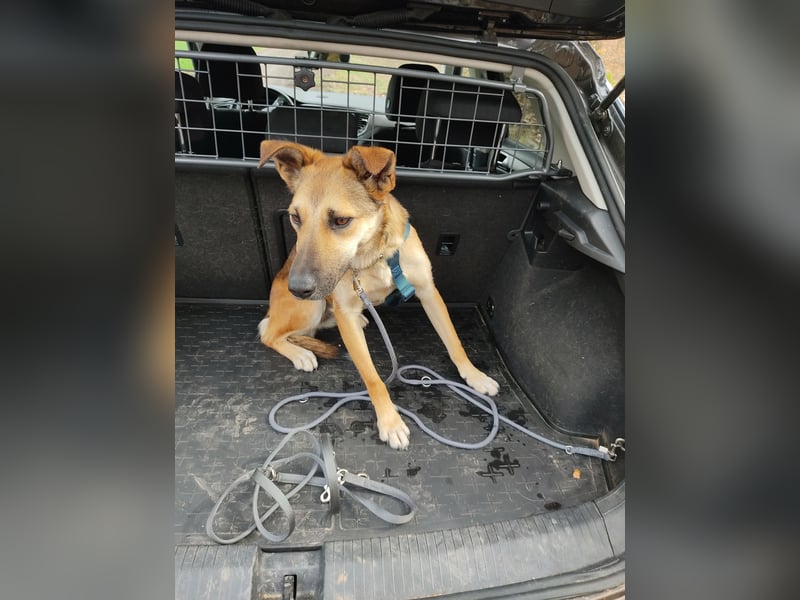 Bereits in Deutschland *|* Traumhündin *CINDY*