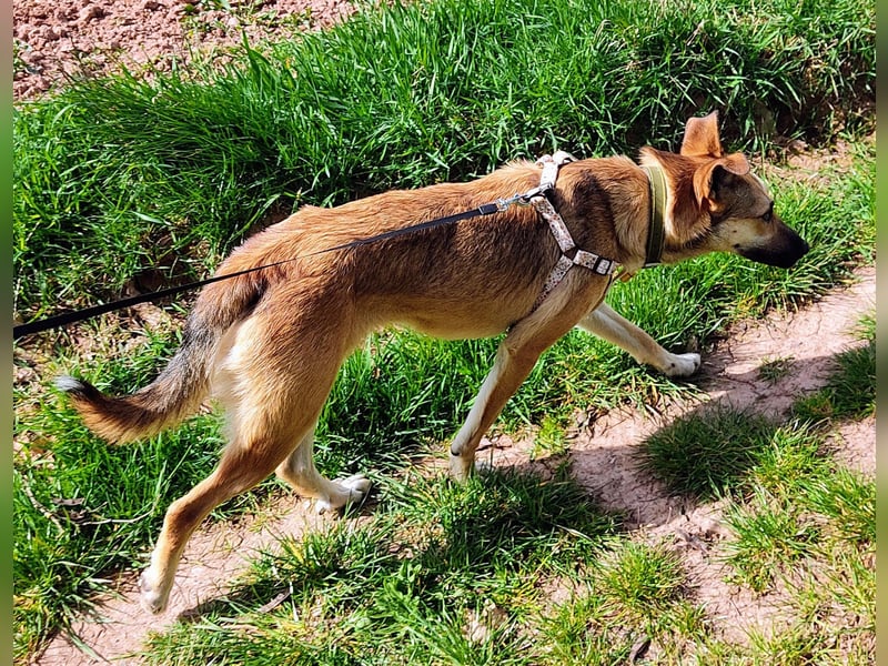Bereits in Deutschland *|* Traumhündin *CINDY*
