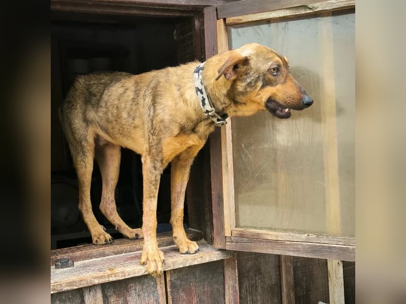 Hank ❇️ hat jetzt lange genug gewartet !!