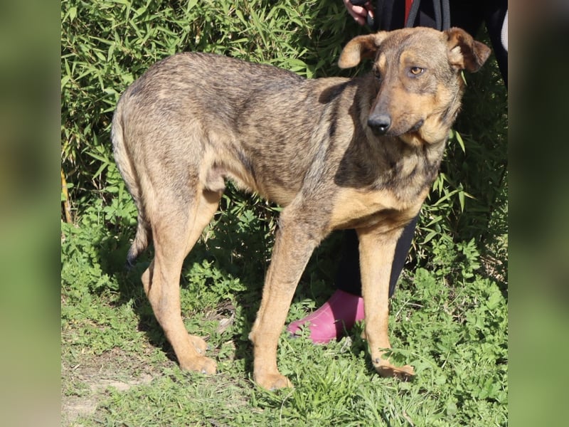 Hank ❇️ hat jetzt lange genug gewartet !!