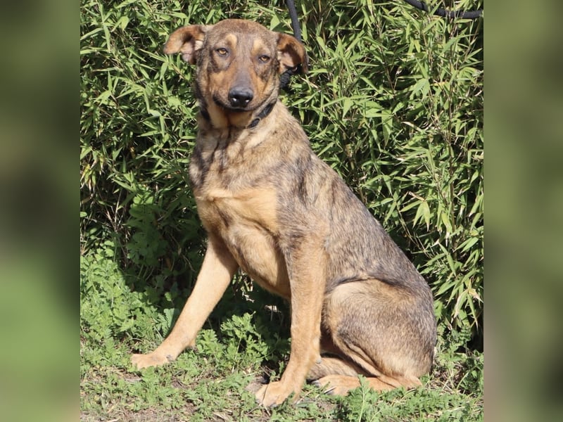 Hank ❇️ hat jetzt lange genug gewartet !!