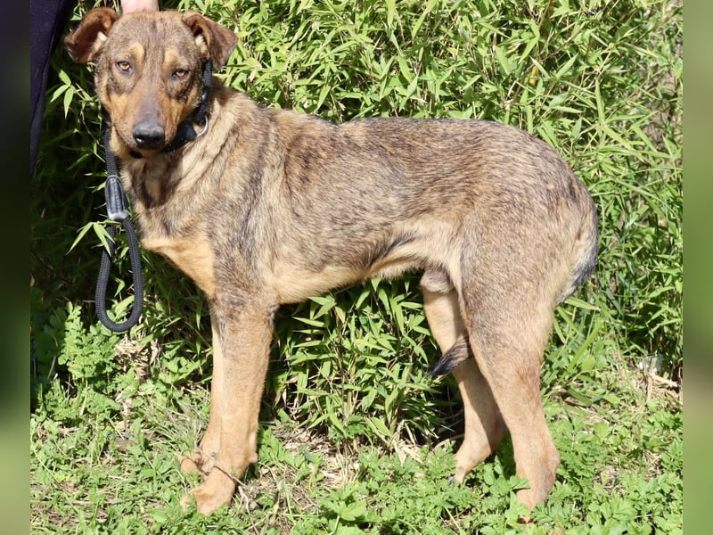 Hank ❇️ hat jetzt lange genug gewartet !!