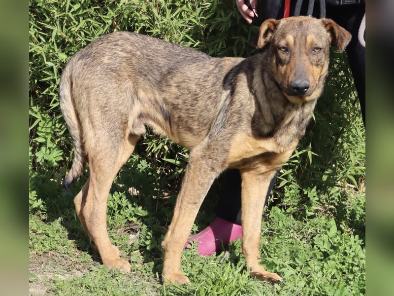 Hank ❇️ hat jetzt lange genug gewartet !!