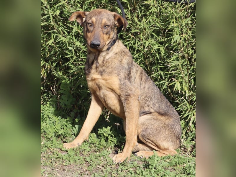 Hank ❇️ hat jetzt lange genug gewartet !!