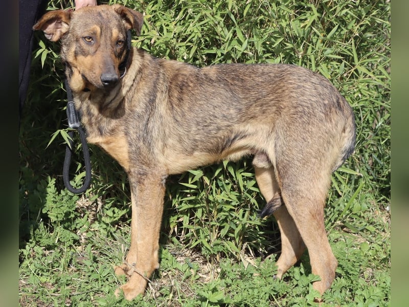 Hank ❇️ hat jetzt lange genug gewartet !!