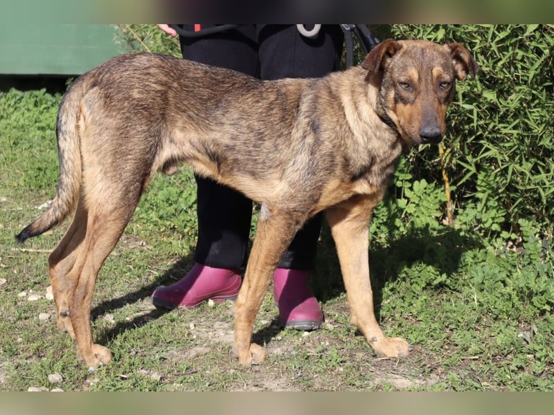 Hank ❇️ hat jetzt lange genug gewartet !!