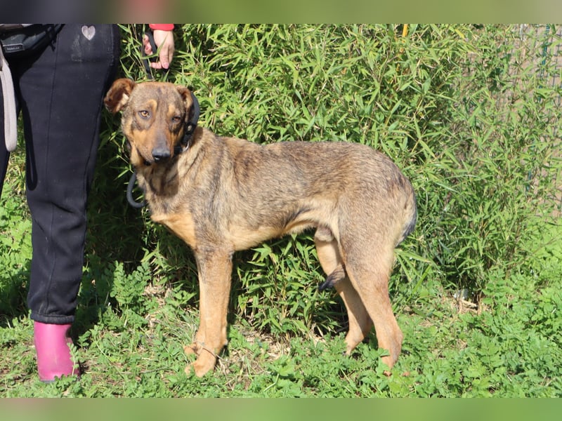 Hank ❇️ hat jetzt lange genug gewartet !!