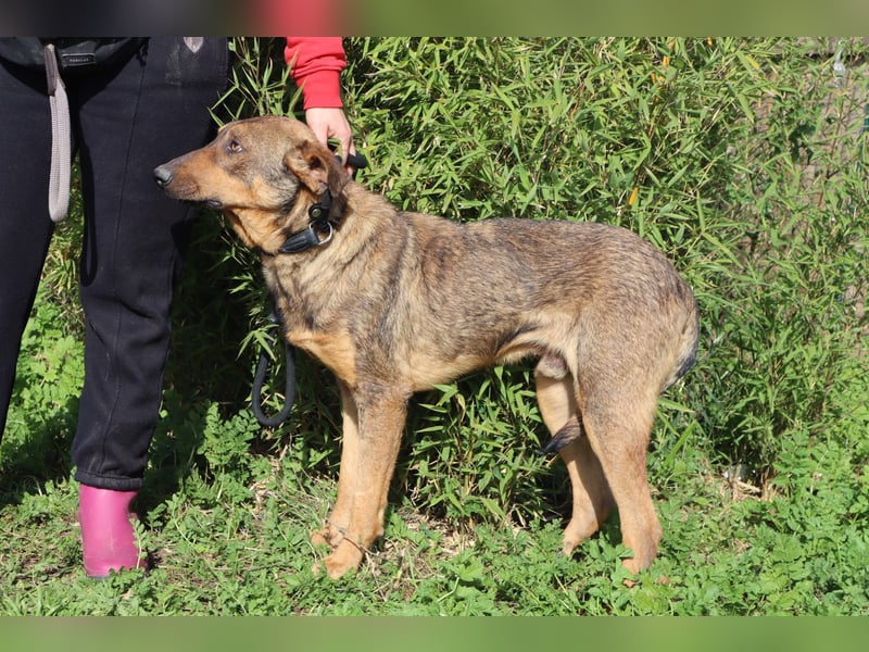 Hank ❇️ hat jetzt lange genug gewartet !!