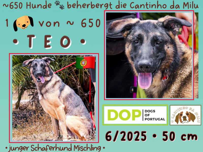 JUNGHUND TEO ♦️ ist in der Cantinho da Milu ♦️ und braucht ein Zuhause