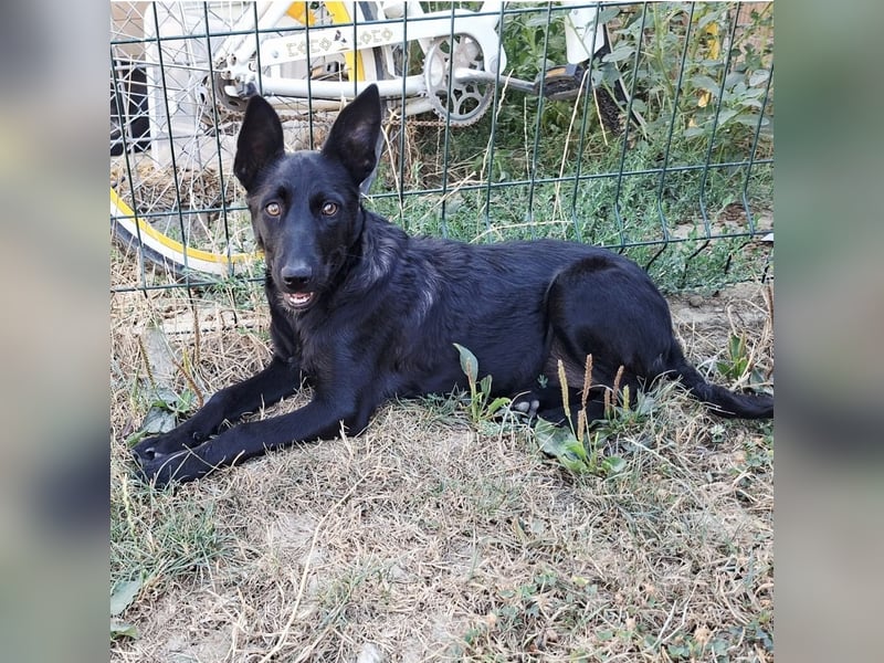 Lilly ein schwarzer Engel