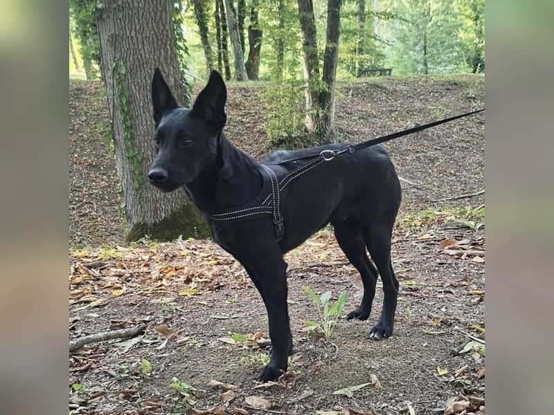 Batuhan eine schwarze Schönheit