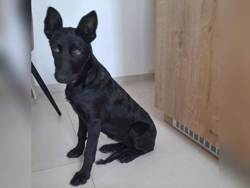 Lilly ein schwarzer Engel