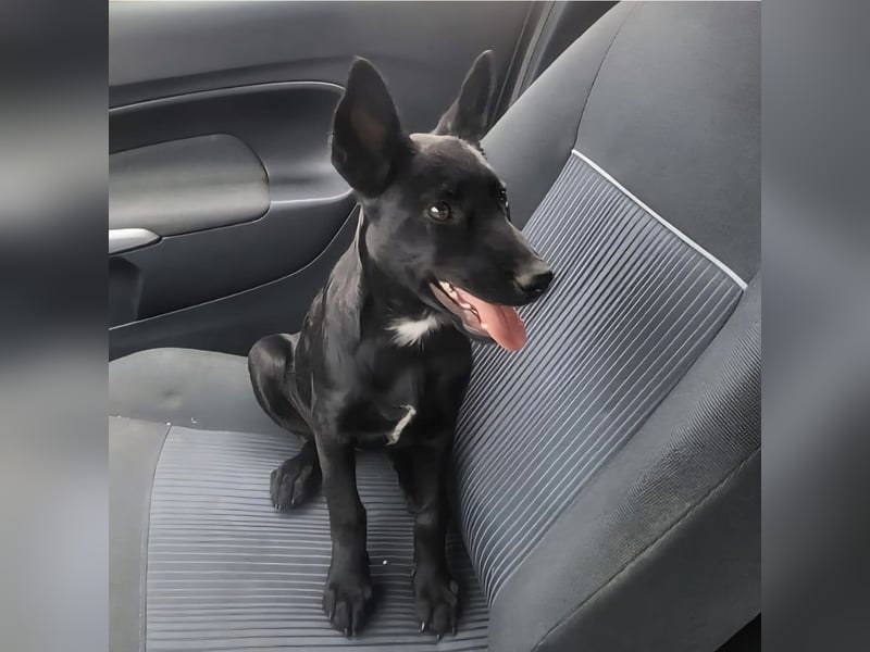 Lilly ein schwarzer Engel