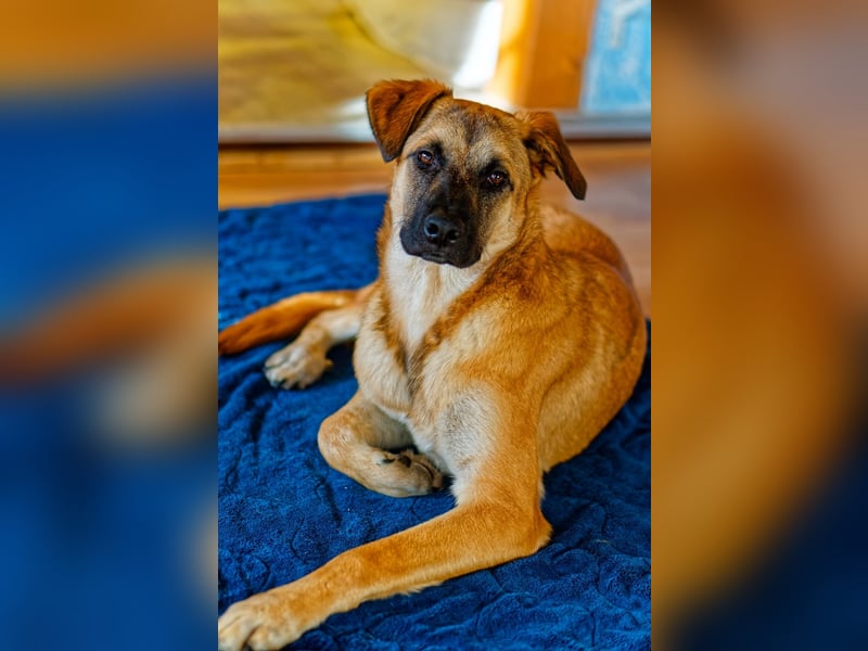 Boško ein gutmütiger Engel