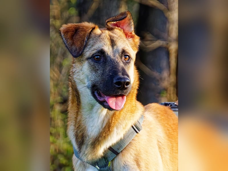 Boško ein gutmütiger Engel