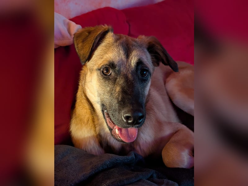 Boško ein gutmütiger Engel