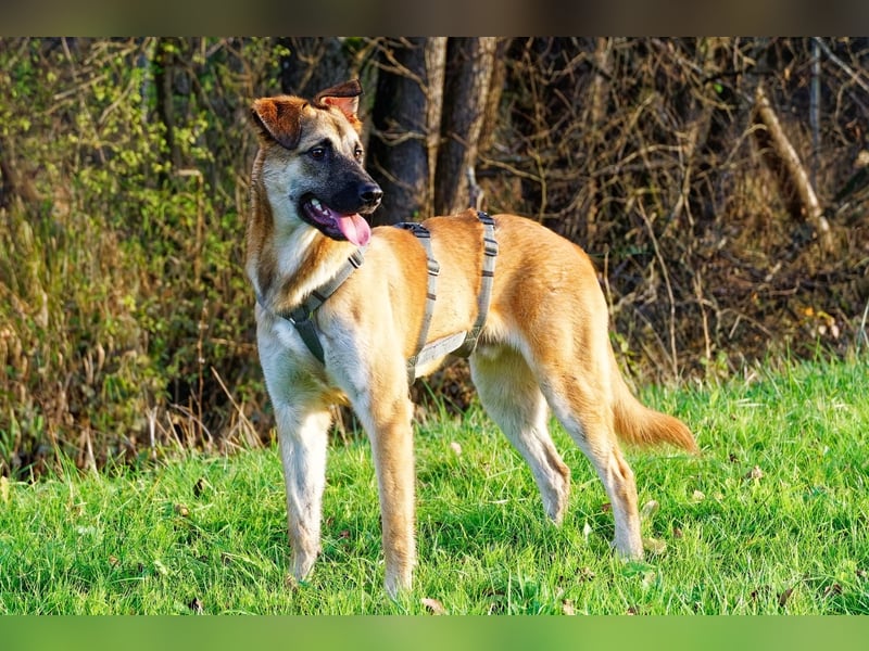 Boško ein gutmütiger Engel