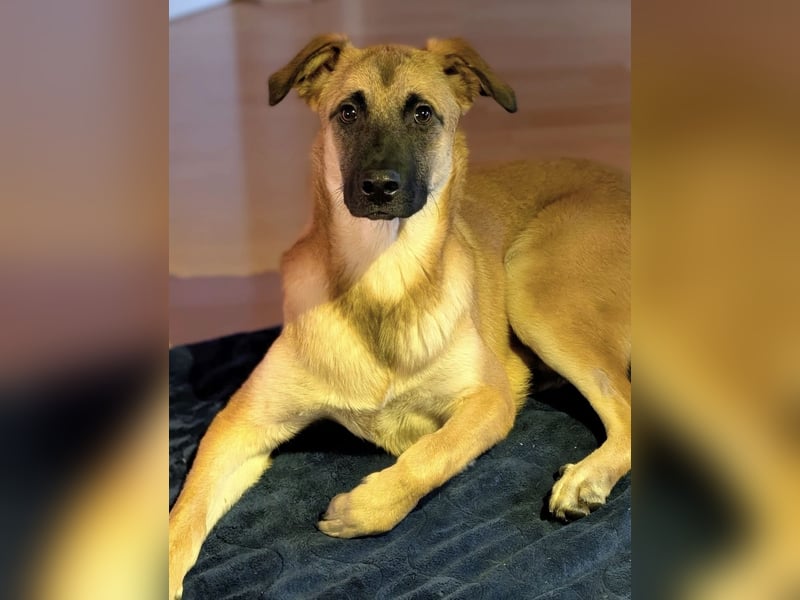 Bosko ein Traumwesen