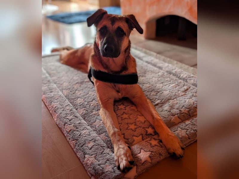 Boško ein gutmütiger Engel