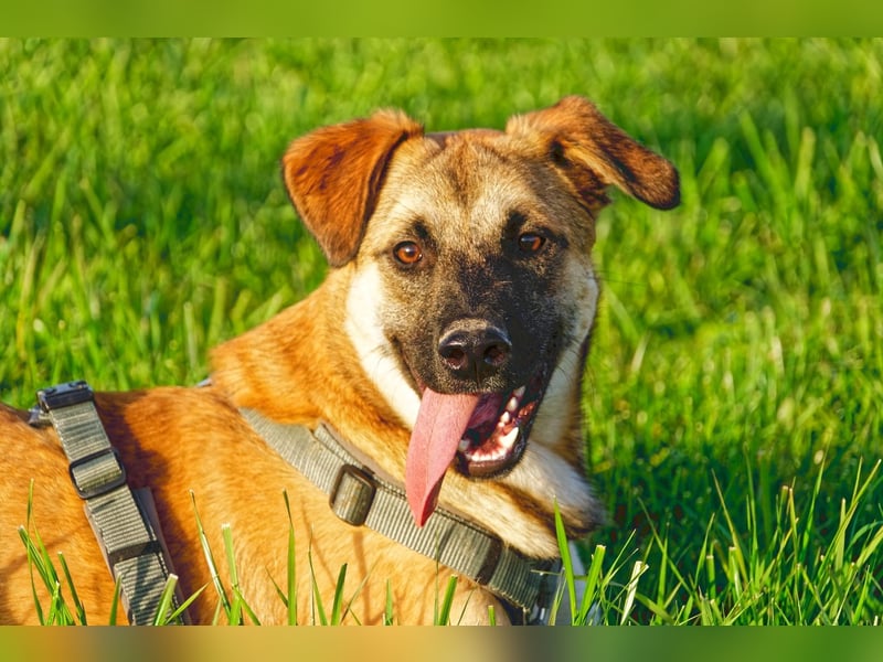 Boško ein gutmütiger Engel