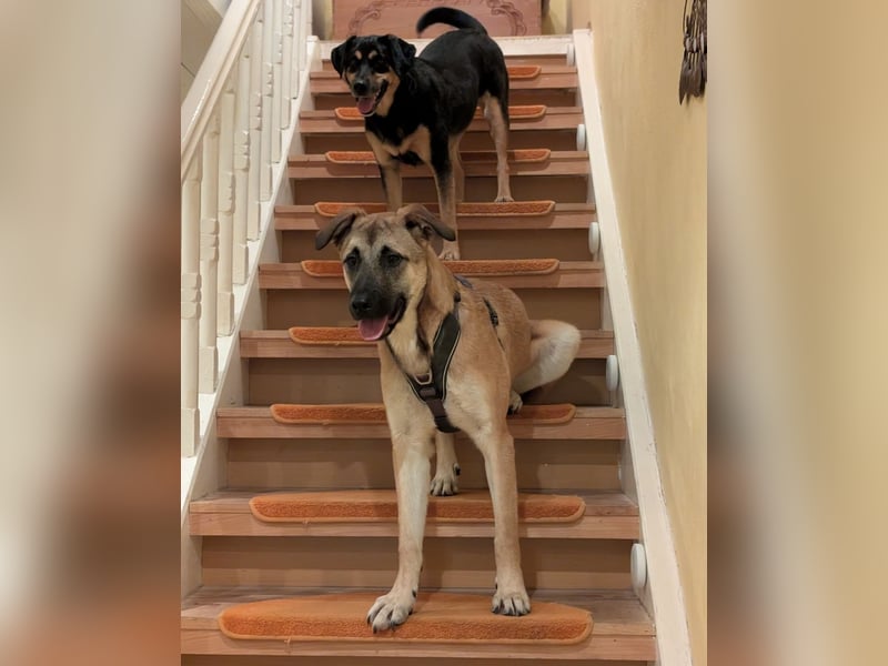 Boško ein gutmütiger Engel