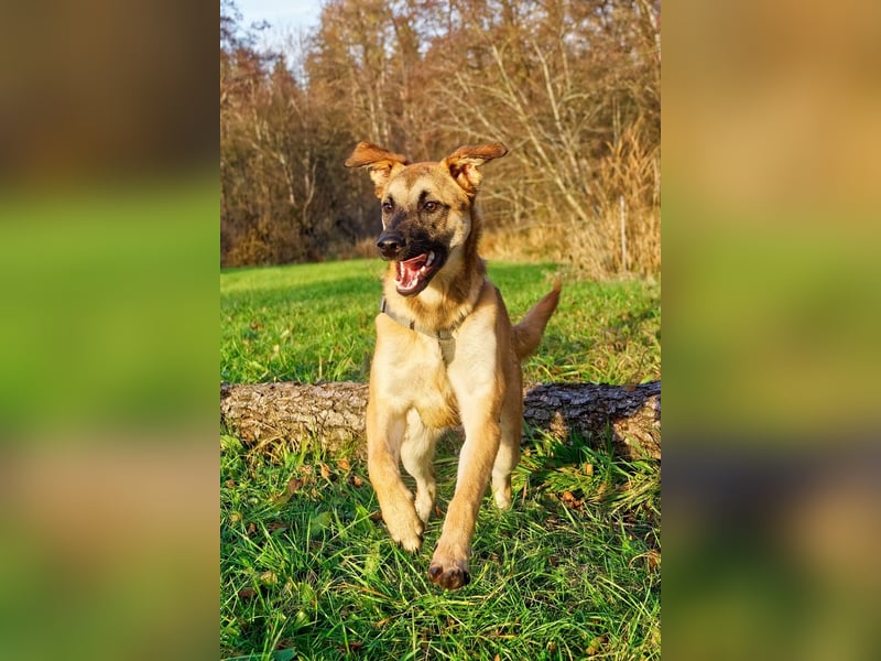 Boško ein gutmütiger Engel