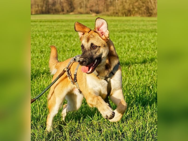 Bosko ein Traumwesen