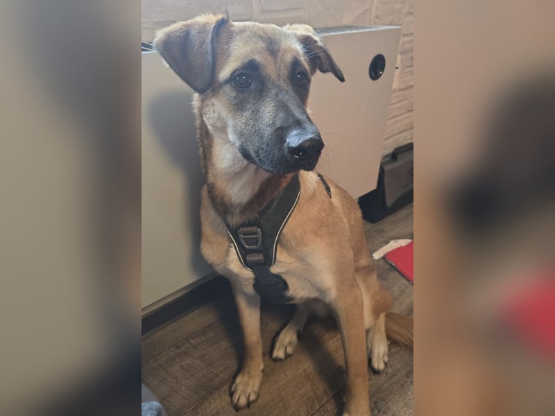 Boško ein gutmütiger Engel