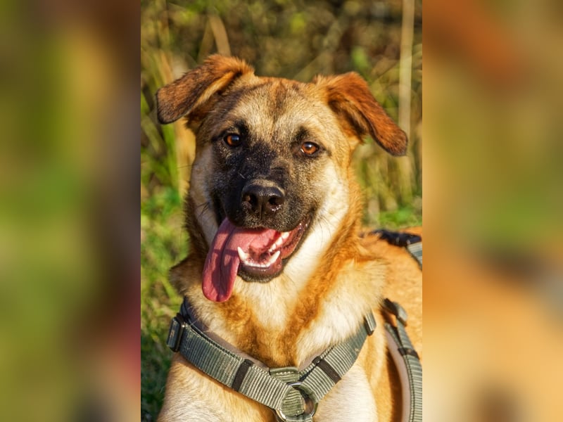 Boško ein gutmütiger Engel