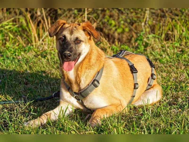 Boško ein gutmütiger Engel