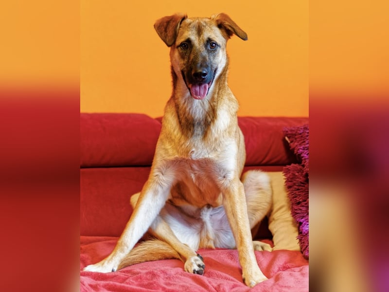 Boško ein gutmütiger Engel