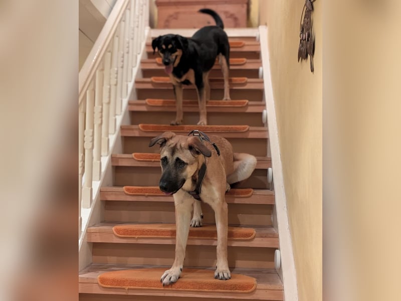 Boško ein gutmütiger Engel