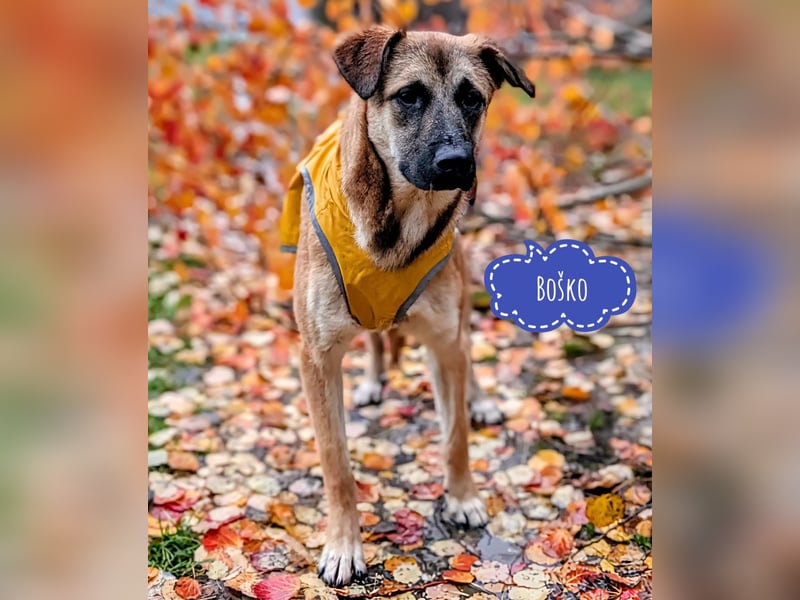 Boško ein gutmütiger Engel