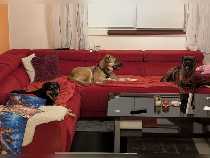 Boško ein gutmütiger Engel